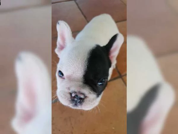 bouledogue bulldog francese  | Foto 1