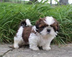   regalo shih-tzu  toy | Foto 0