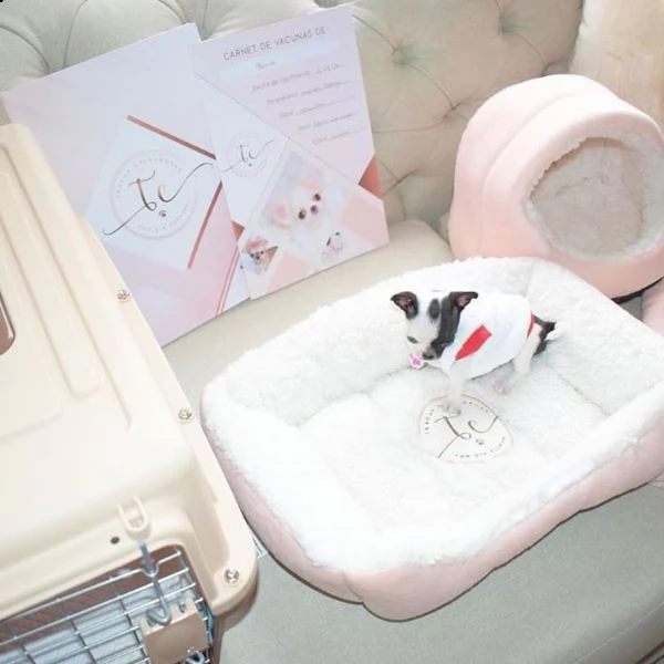    regalo cuccioli di chihuahua