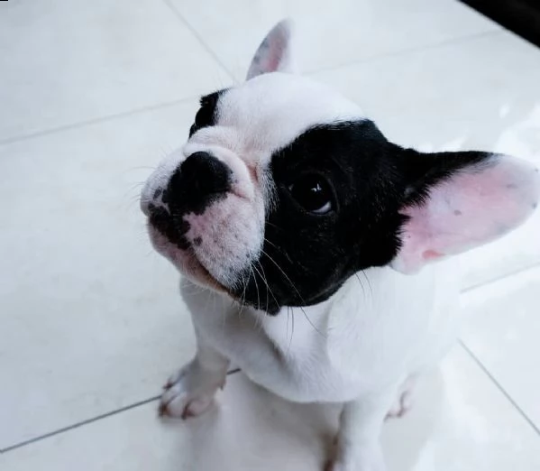 regalo bouledogue francese