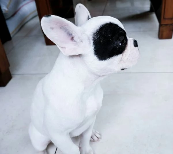 regalo bouledogue francese | Foto 0