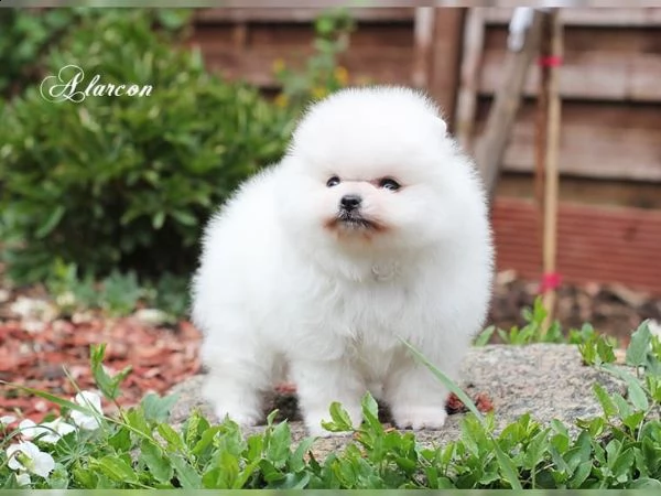 cuccioli volpino pomerania | Foto 1