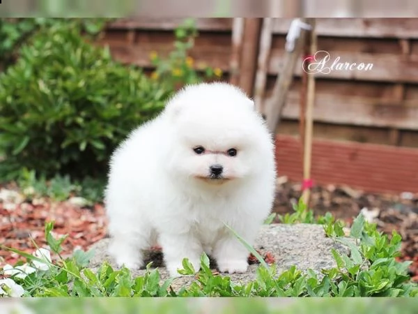 cuccioli volpino pomerania