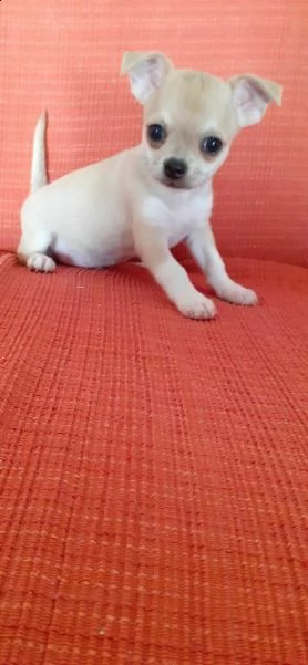  cuccioli chihuahua incrocio 
