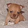 disponiamo cuccioli di pincher chiwawa toy bellissimi perfetti 