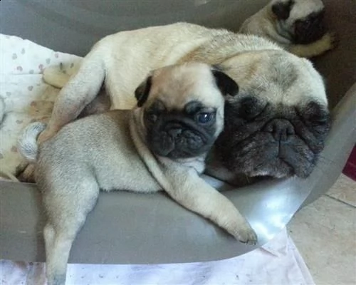 color) in vendita da negozio cucciolo di carlino maschio e femmina fulvo