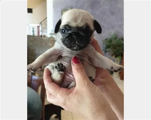 color) in vendita da negozio cucciolo di carlino maschio e femmina fulvo | Foto 1