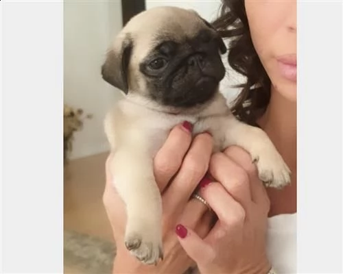 color) in vendita da negozio cucciolo di carlino maschio e femmina fulvo | Foto 0