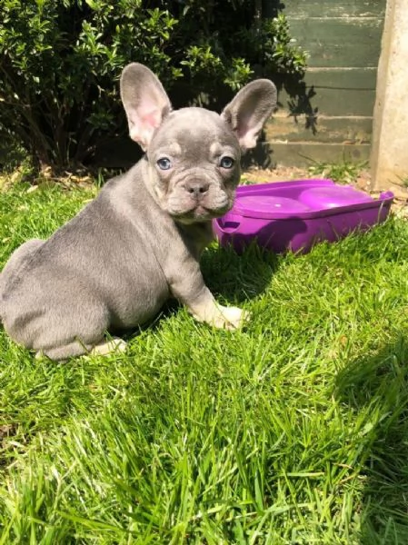 bouledogue francese 90 giorni | Foto 0