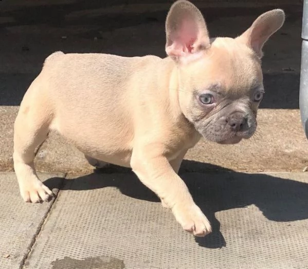 bouledogue francese 90 giorni