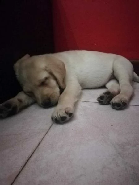 labrador cuccioli italiani disponibili color crema vaccinati sverminati