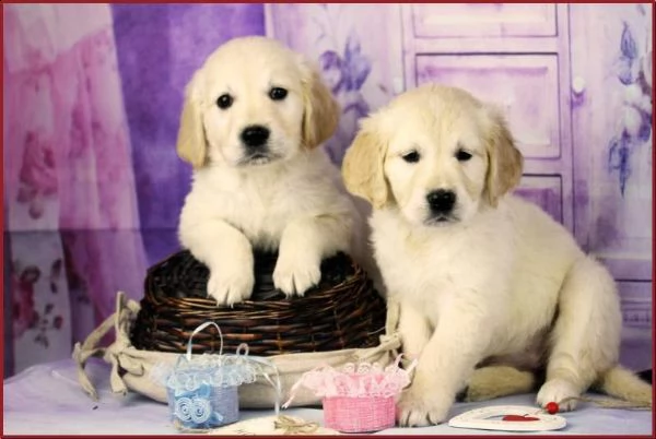 disponibili cuccioli di labrador