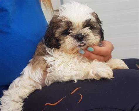 disponiamo cucciolo di shitzu mini mini toy bellissimo tranquillissimi 