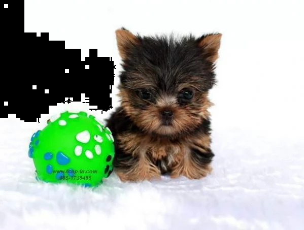 disponiamo cucciolo di york shire mini toy bellissimi inteligentissimi