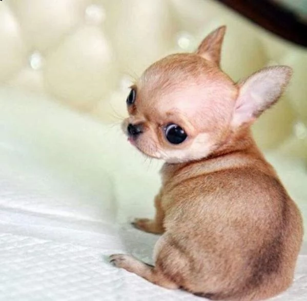 cuccioli di chihuahua mini toy perfetti giocarelloni e buoni di 2 mesi