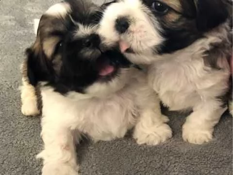 cuccioli shihtzu di 2 mesi.
