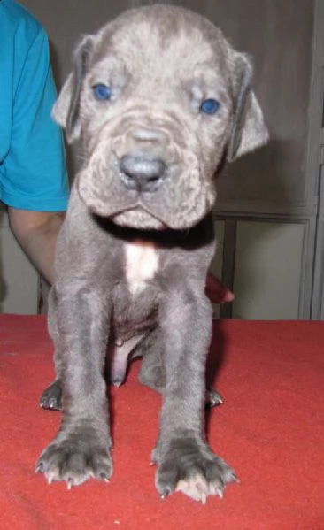 bellissimi cuccioli di alano di colore blu