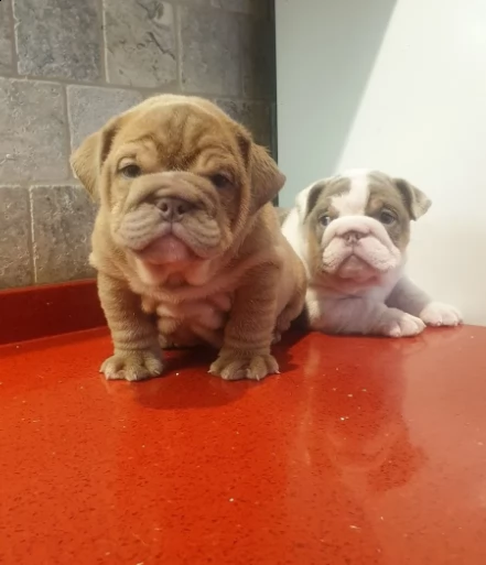 ultimi due cuccioli bulldog inglese disponibili | Foto 1