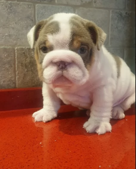 ultimi due cuccioli bulldog inglese disponibili | Foto 0