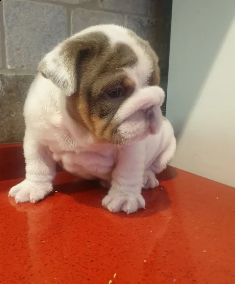 ultimi due cuccioli bulldog inglese disponibili
