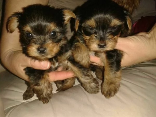 vendesi cuccioli yorkshire.