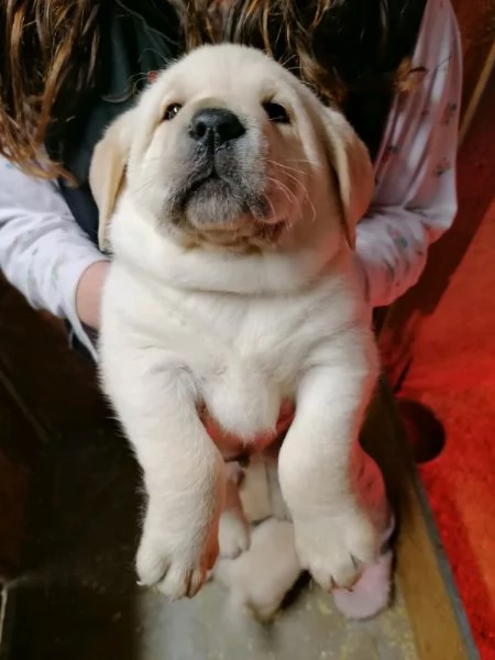 dispone di cuccioli di labrador miele per metà aprile, 