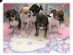 disponibile cucciolo di pincher chiwawa mini toy afetuosissimo inteligentissimo