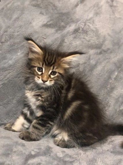 maine coon bellissimo gattini | Foto 0