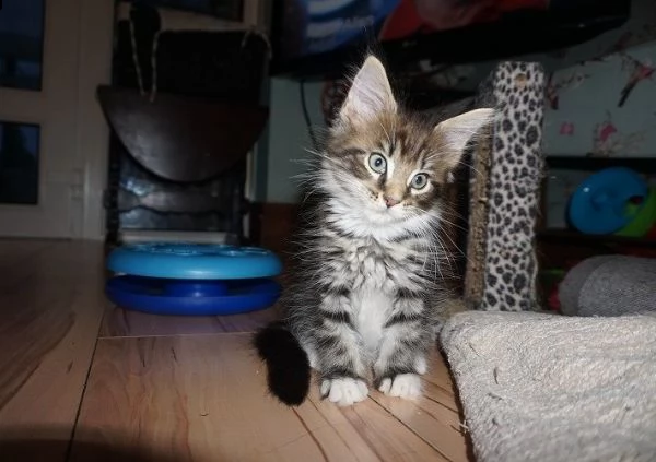 maine coon bellissimo gattini
