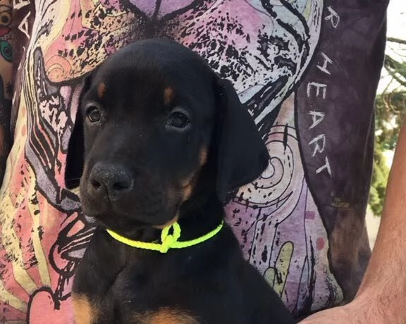 cuccioli di dobermann con pedigree | Foto 0