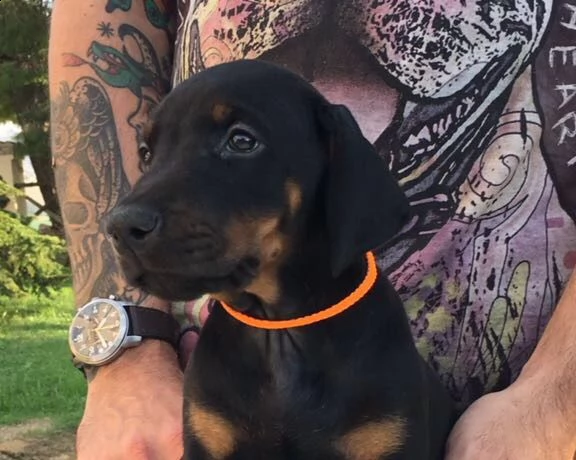 cuccioli di dobermann con pedigree