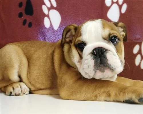 cuccioli di bulldog inglese | Foto 0