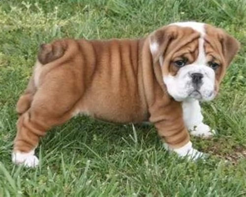 cuccioli di bulldog inglese