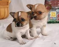  cuccioletto di pincher chihuahua