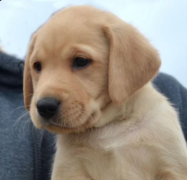 labrador