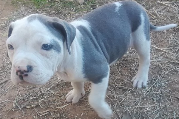 american pitbull terrier red nose