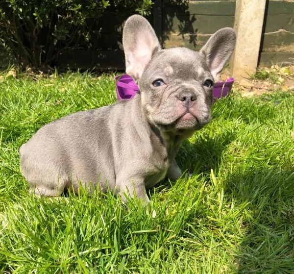 urgente bouledogue francese cerca casa