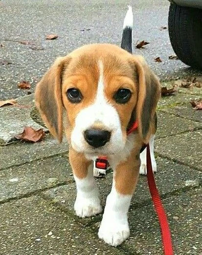 5 cuccioli di beagle vgiovani maschi e fem> | Foto 0