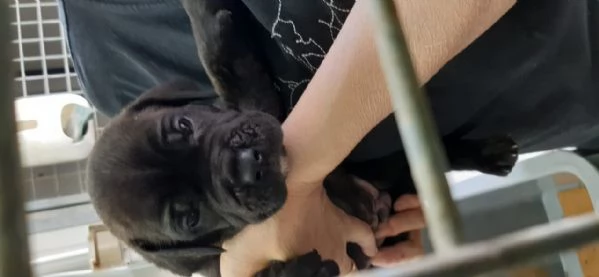 Cuccioli di corso e cuccioli di pastore abruzzese  | Foto 6