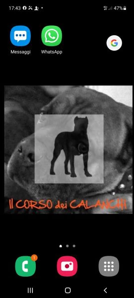 Cuccioli di corso e cuccioli di pastore abruzzese  | Foto 5