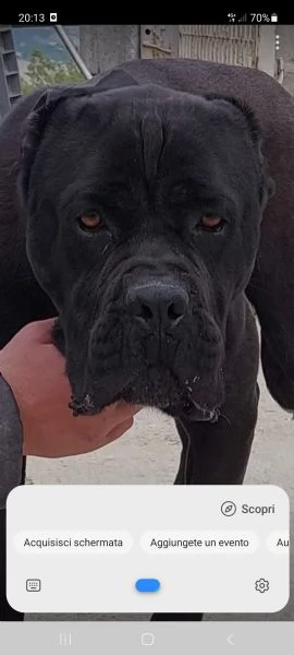 Cuccioli di corso e cuccioli di pastore abruzzese  | Foto 4