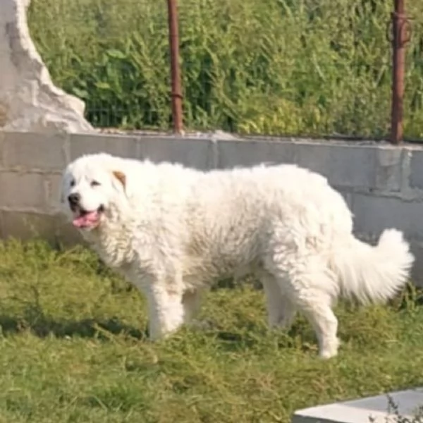 Cuccioli di corso e cuccioli di pastore abruzzese 