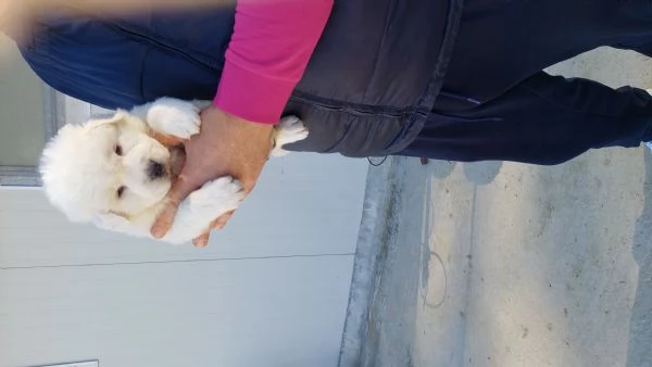 Cuccioli di corso e cuccioli di pastore abruzzese  | Foto 3