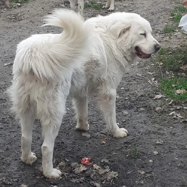 Cuccioli di corso e cuccioli di pastore abruzzese  | Foto 2