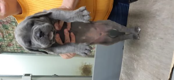 Cuccioli di corso e cuccioli di pastore abruzzese  | Foto 1