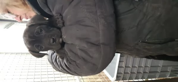 Cuccioli di corso e cuccioli di pastore abruzzese  | Foto 0