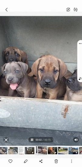 Cane corso cuccioli disponibili con pedigree  | Foto 2