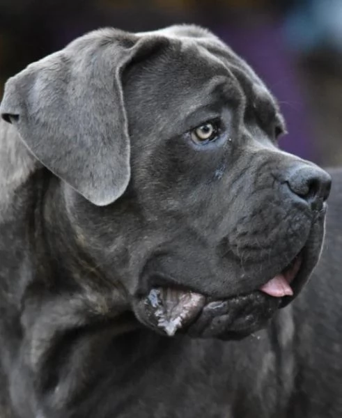 Cane corso cuccioli disponibili con pedigree  | Foto 1