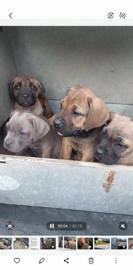 Cane corso cuccioli disponibili con pedigree 
