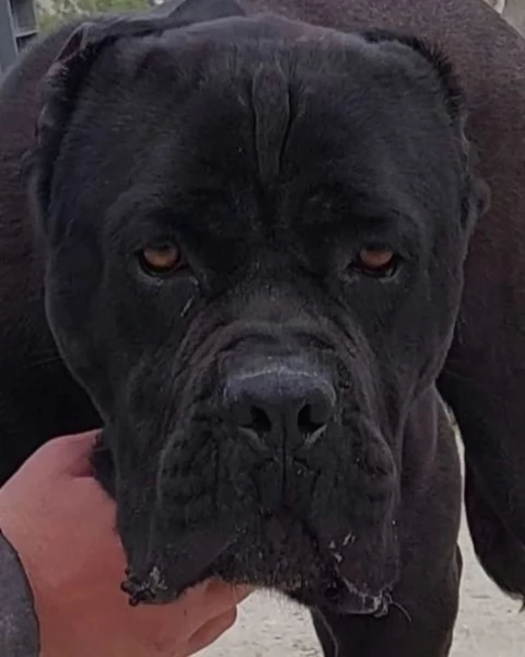 Cane corso cuccioli disponibili con pedigree  | Foto 0